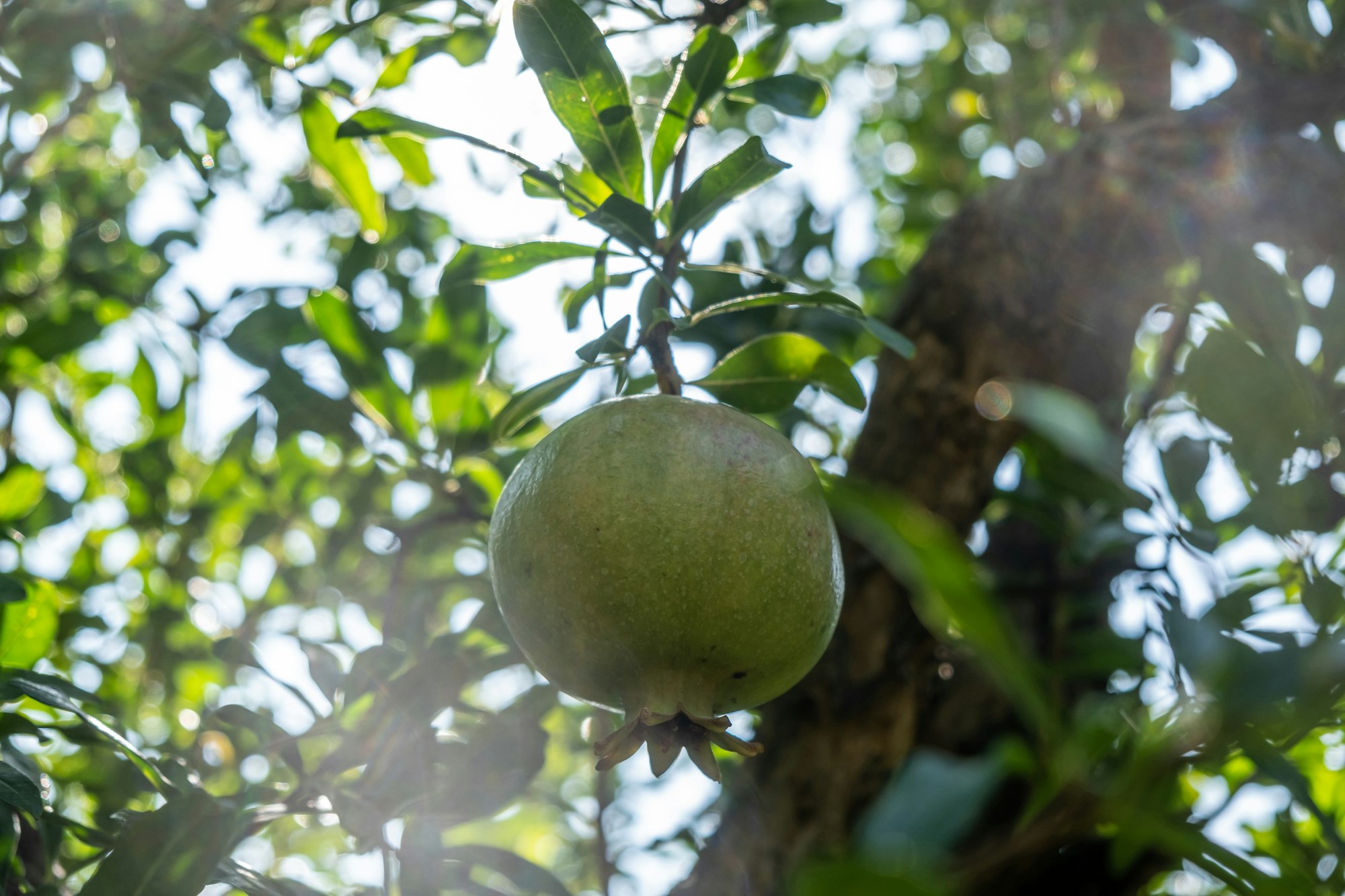 Premier Agric Services